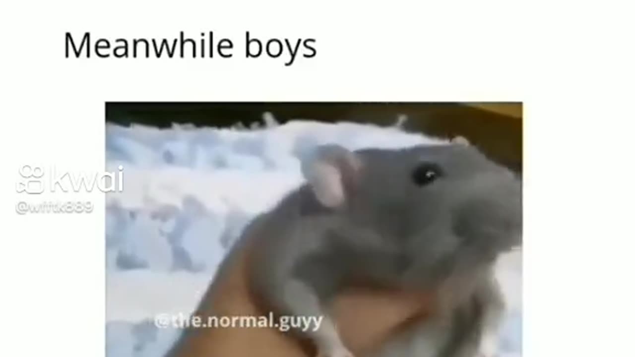 Funny animal videos