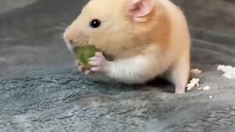 Taming a hammy with food