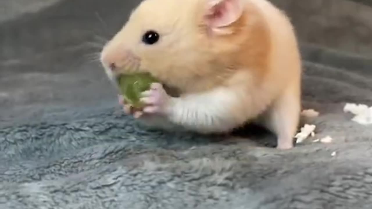 Taming a hammy with food