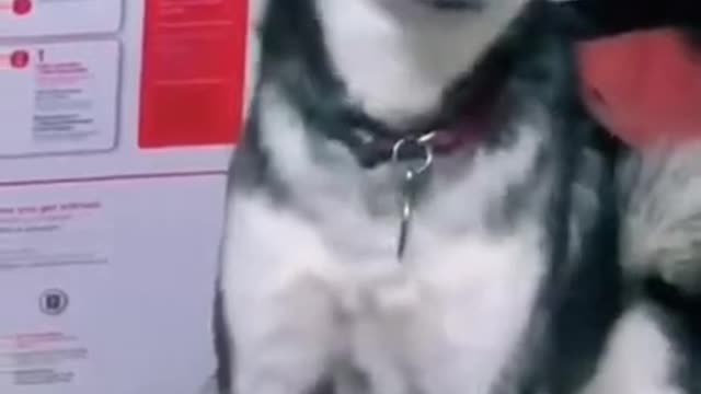 CUTE AND FUNNY DOG ! #shorts