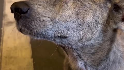 Dog Crying