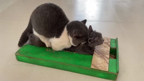 May vs Nana Cat mating