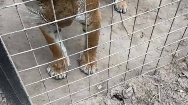 Oh just Snoot Booping