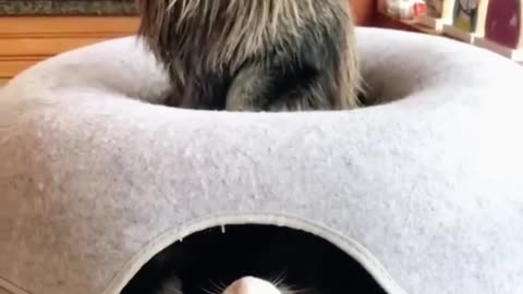 Daily life of cat 😺 funny cat
