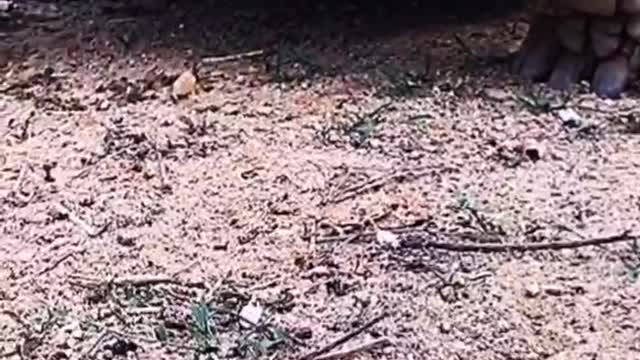 Big turtles meet little turtles. What are they saying