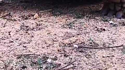 Big turtles meet little turtles. What are they saying