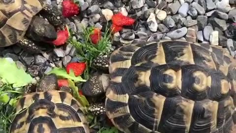 Beautiful Turtles