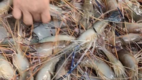 Prawn Fish Best Video In Fish Market l Big Chingri Mach Video In Bangladesh Market#shorts