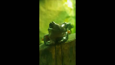 cute little frog