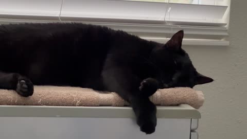Adopting a Cat from a Shelter Vlog - Cute Precious Piper Snuggles In on Top of the File