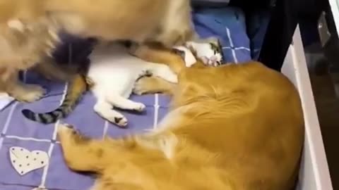 cats doing cat stuff