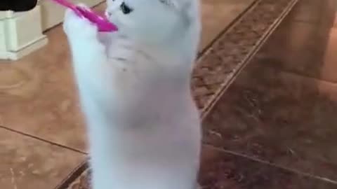 funny animal