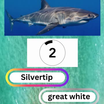 Fish Frenzy 15 A fast-paced quiz