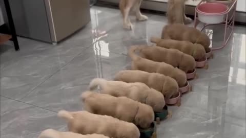 golden retriever puppies