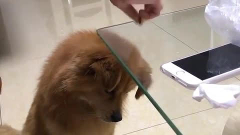 The owner mocking his dog