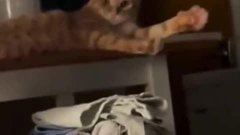 Funny & Cute Cats and Dogs 🥰🥰