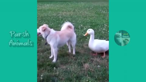 0:00 / 2:37 Funny animals - funny cats /dog - funny animal videos best videos of january 2023