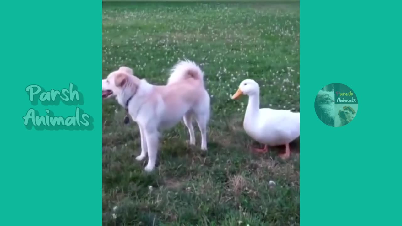 0:00 / 2:37 Funny animals - funny cats /dog - funny animal videos best videos of january 2023