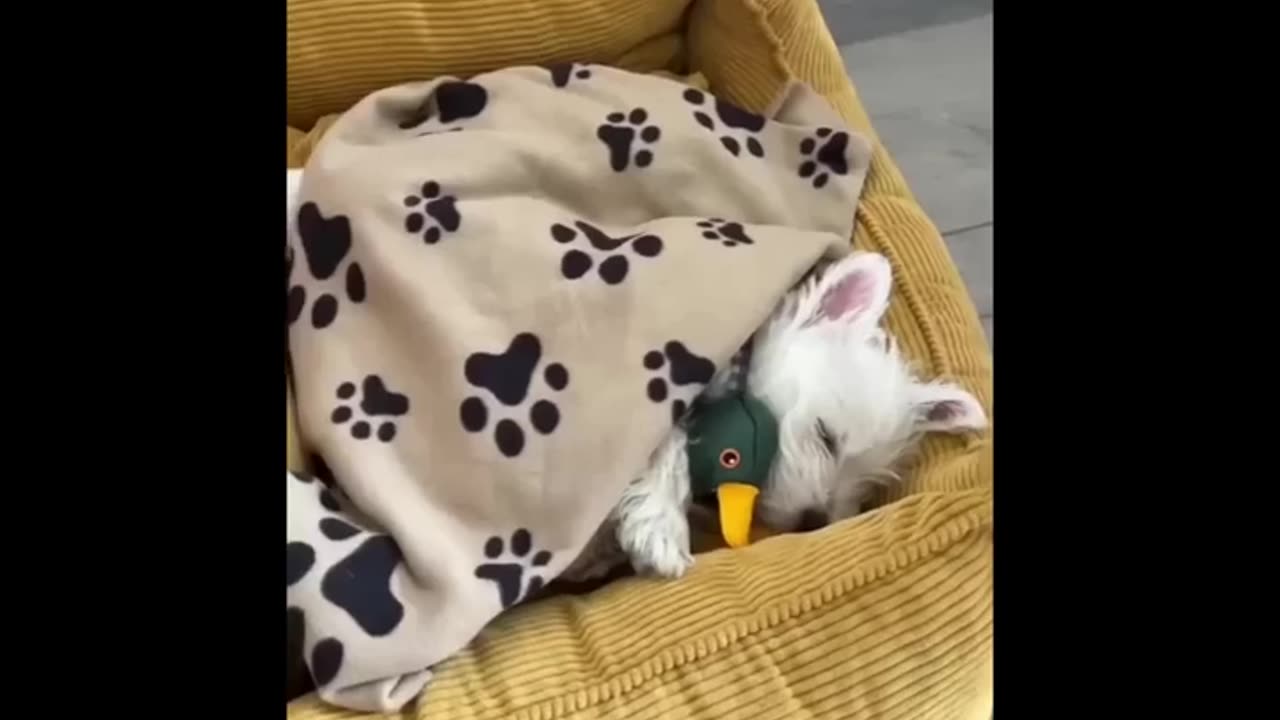 Cute & Funny Puppies Videos That Are IMPOSSIBLE Not To Aww At 🐶 | Cute Puppies