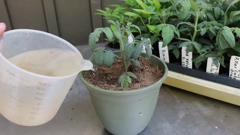 Get a Head Start on Peas- Which Planting Method Works Best?