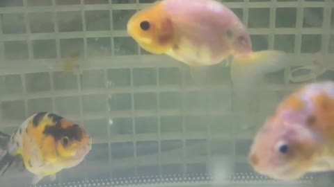 school of fish swimming in water