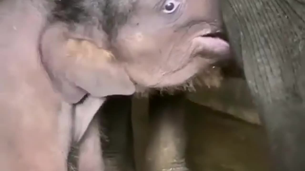 Elephant feeding milk to baby elephant..