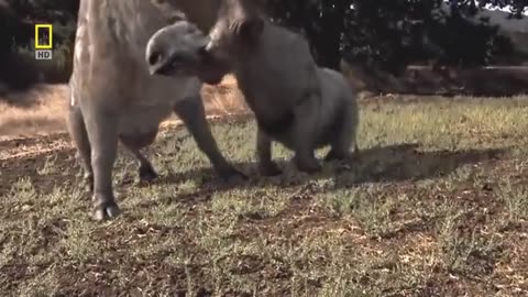 National geographic Documentary - Prehistoric predators - Wildlife Animals