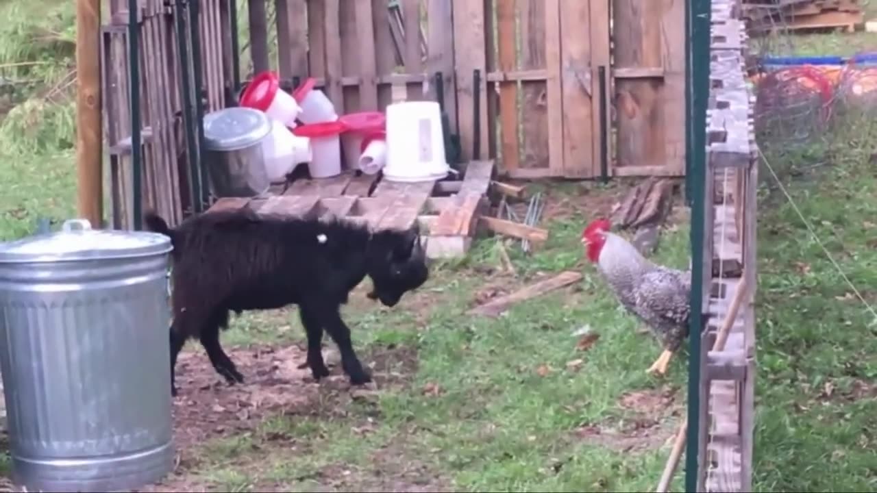 Funny video chicken goat fighting