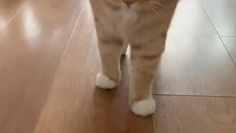 Funny cat videos