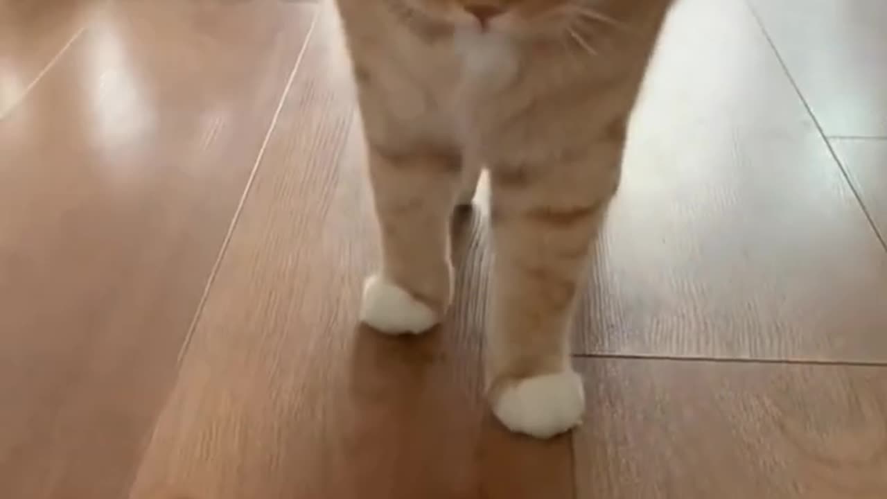 Funny cat videos