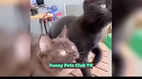 Funny Animal Videos 🤣 Funniest Cats and Dogs Videos 2024 😹🐶