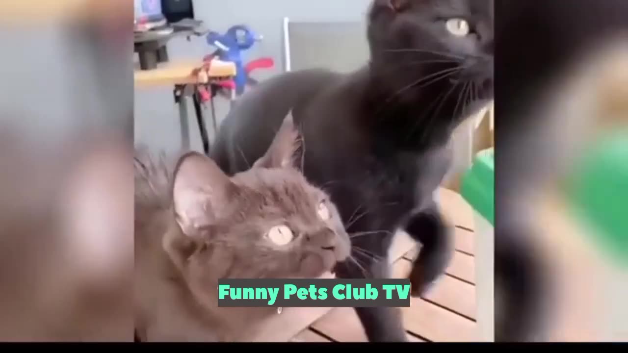 Funny Animal Videos 🤣 Funniest Cats and Dogs Videos 2024 😹🐶