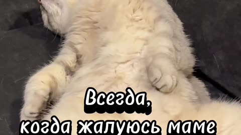 Wrong cat🙈Or is it like this?😅 #животные #котики #юмор #топ