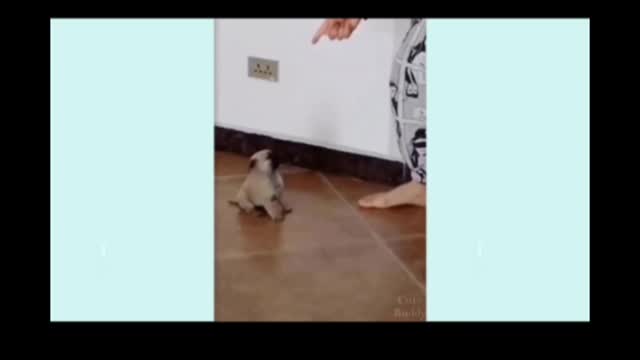 Dog funny video #shorts