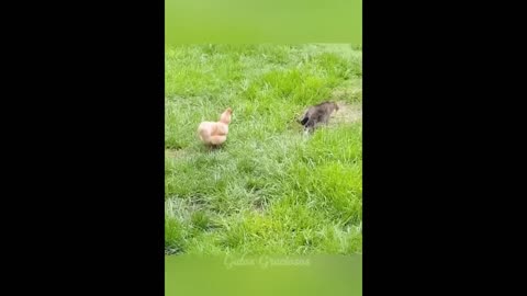 Funny cat and dog video
