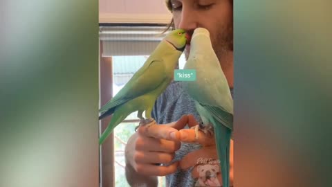 cute bird pet love moment