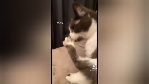 🧁 Cat & dog very funny moments 😂🐶🐶