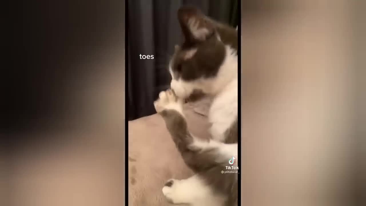 🧁 Cat & dog very funny moments 😂🐶🐶