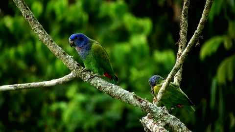 Paradise places on earth, nature, birds, forest🌴🐳🐱🐅 🌞