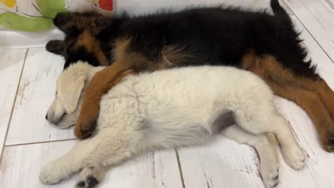 How the Cutest German Shepherd and Golden Retriever Puppies Sleep