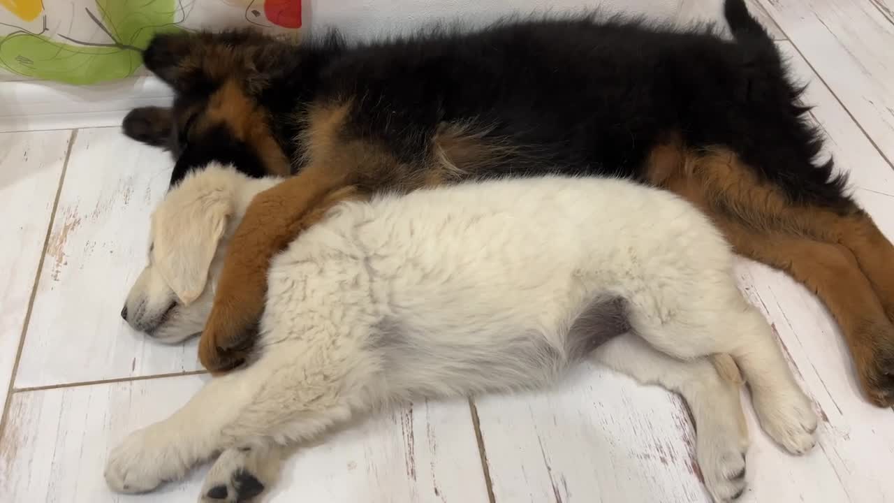 How the Cutest German Shepherd and Golden Retriever Puppies Sleep