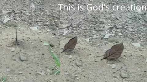 This is God's creation