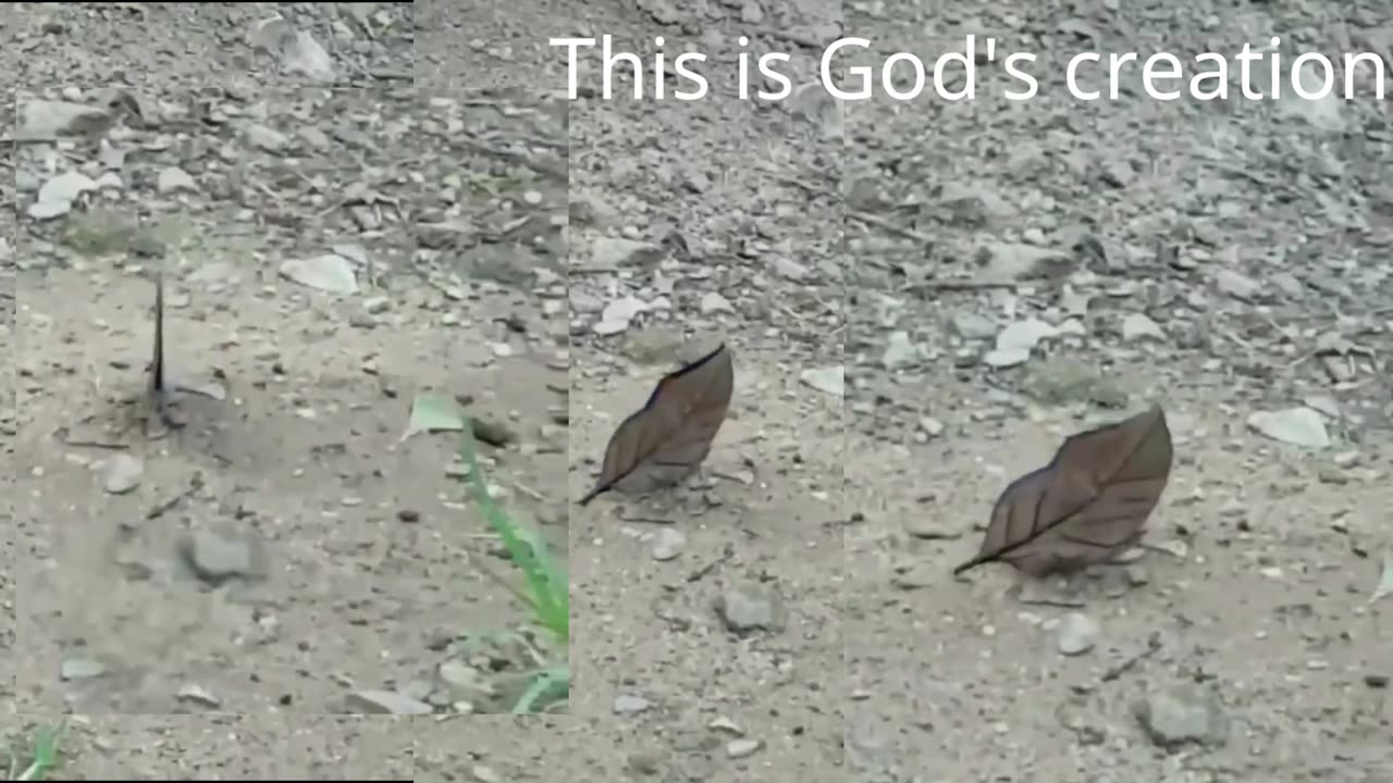 This is God's creation