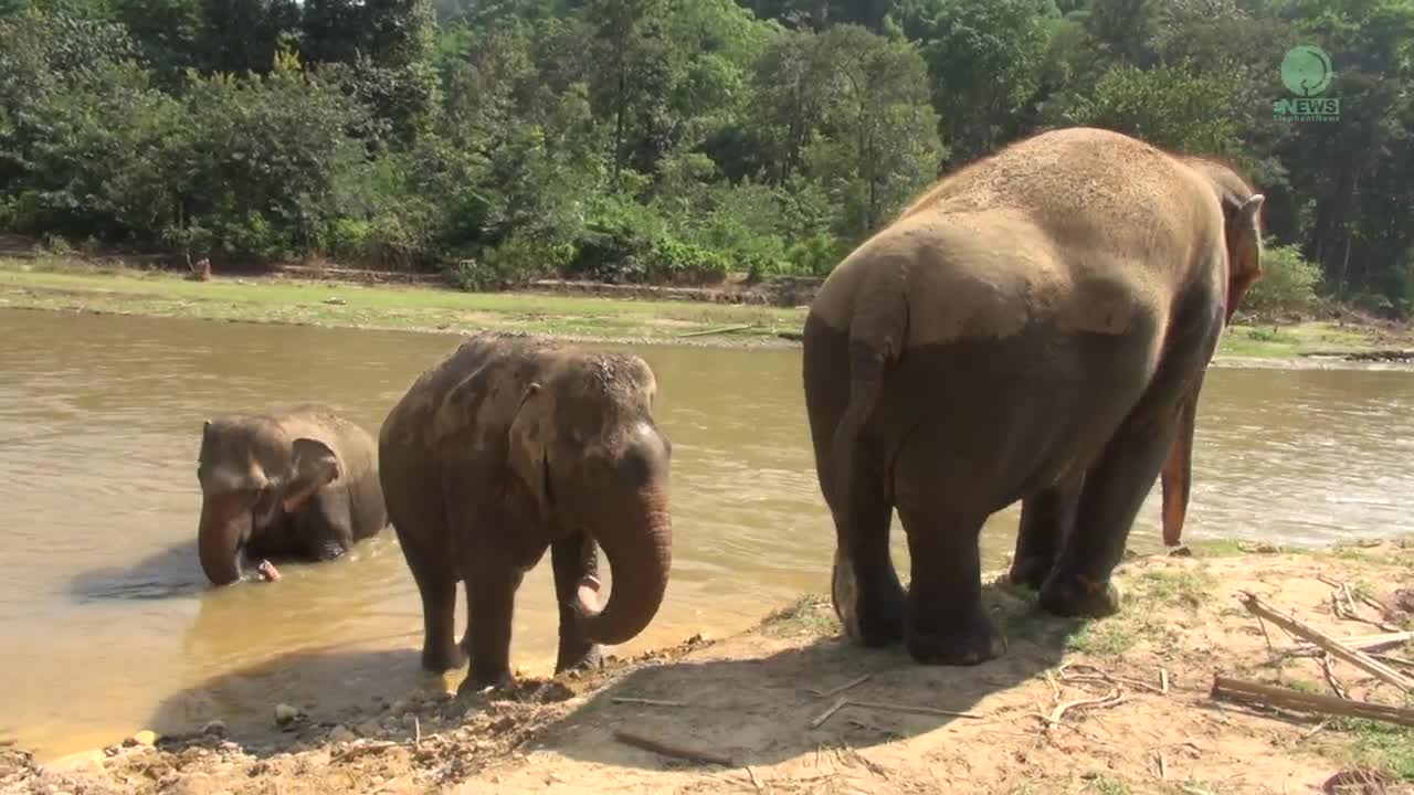 Listen The Notes Of Sweet Freedom Of Three Elephants Enjoying In The River - Ele