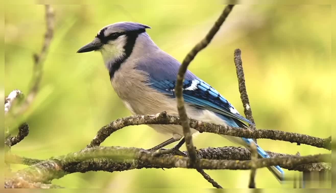 Birds Most Beautiful Birds Beautiful Birds Nature Birds Beautiful Wild Birds Birds
