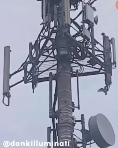 Even The Birds Know 5G is Bad