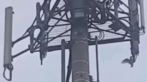 Even The Birds Know 5G is Bad