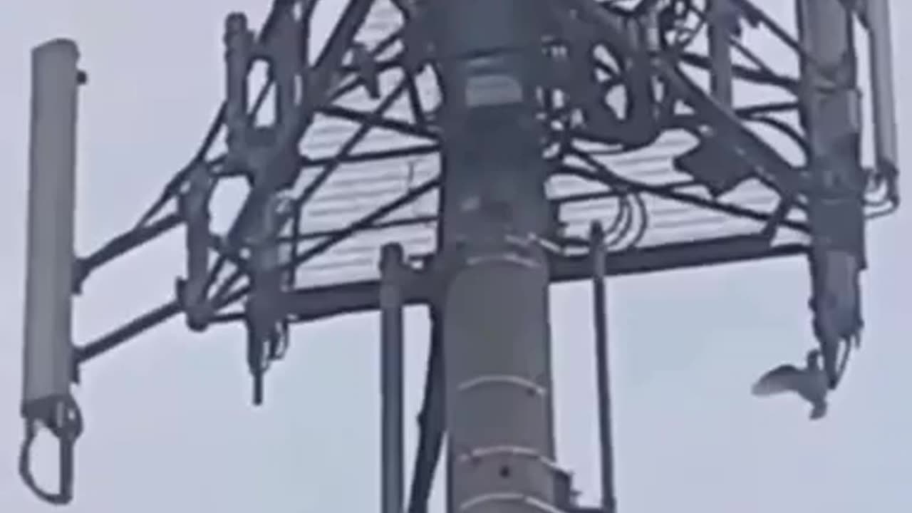 Even The Birds Know 5G is Bad