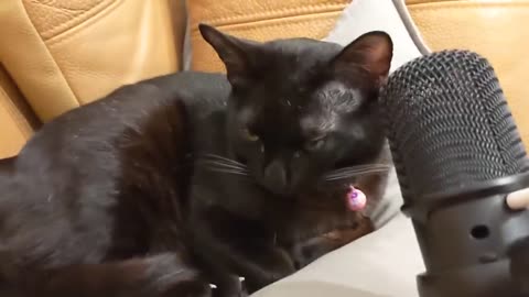 Cat Yawns Into Mic