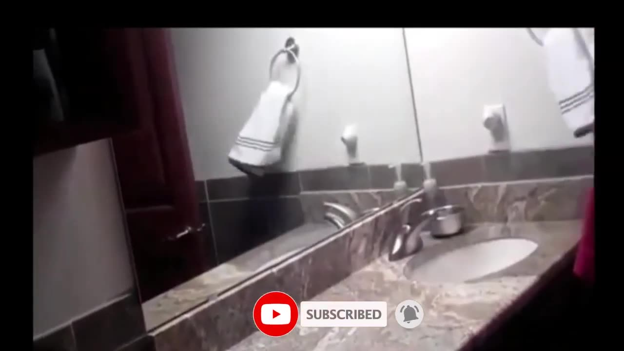 Funniest cats videos _ Funny videos _ Animals _ Pets